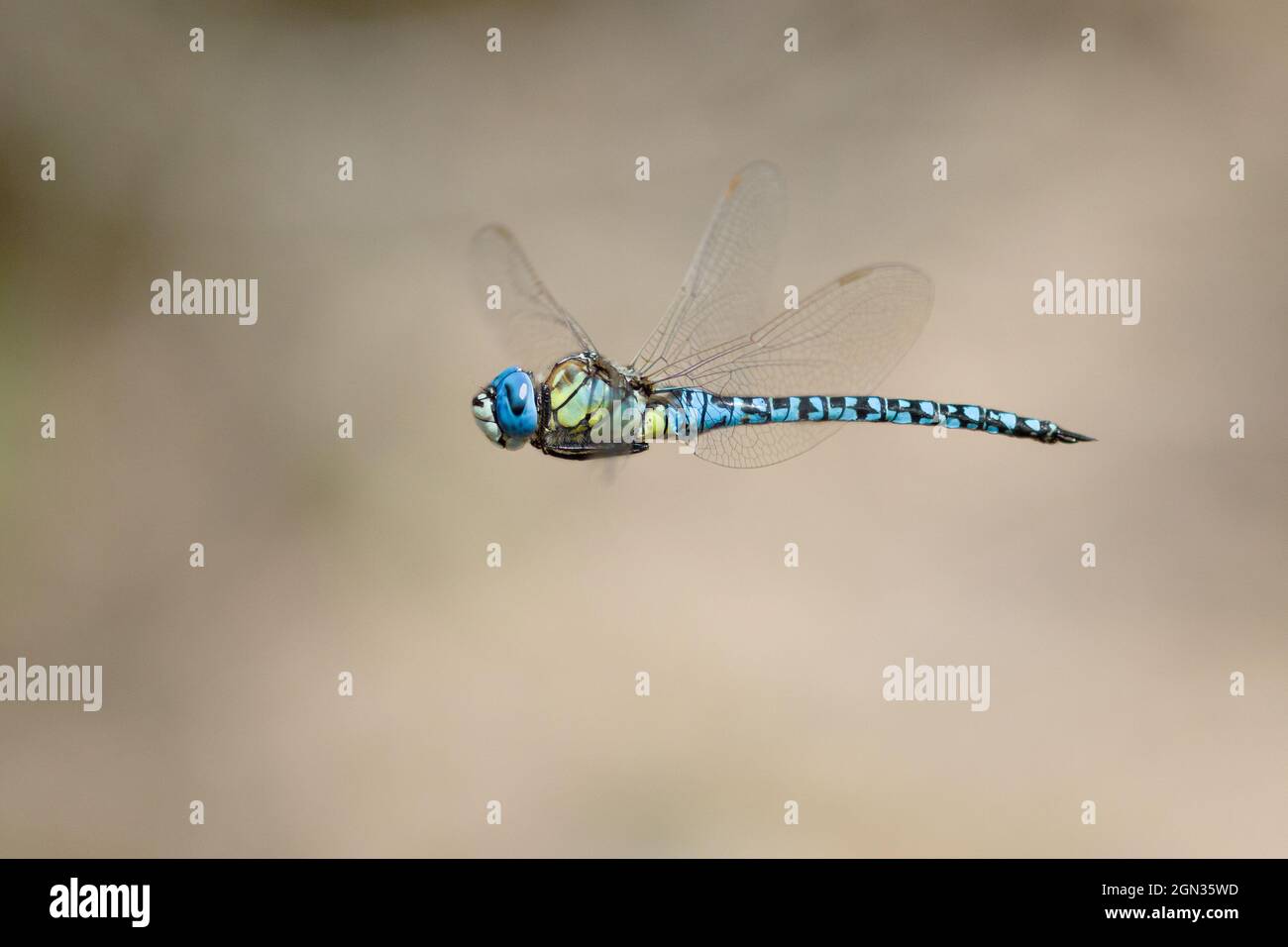 Nahaufnahme einer kaiserlichen Libelle im Flug Stockfoto