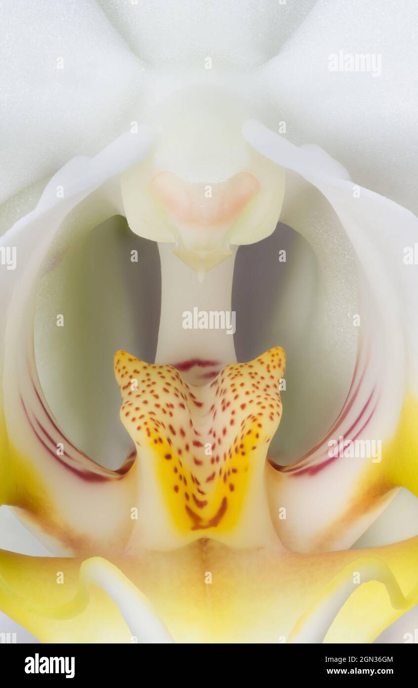 Makrofotografie einer Orchidee mit weißen und gelben Farben Stockfoto
