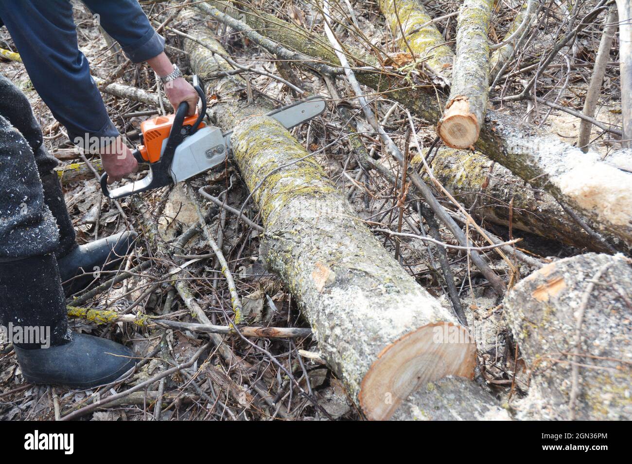 Arbeiter Hände mit Benzin Kettensäge schneiden Bäume. Ein Mann mit einer Benzinkette säge im Wald Bäume. Stockfoto