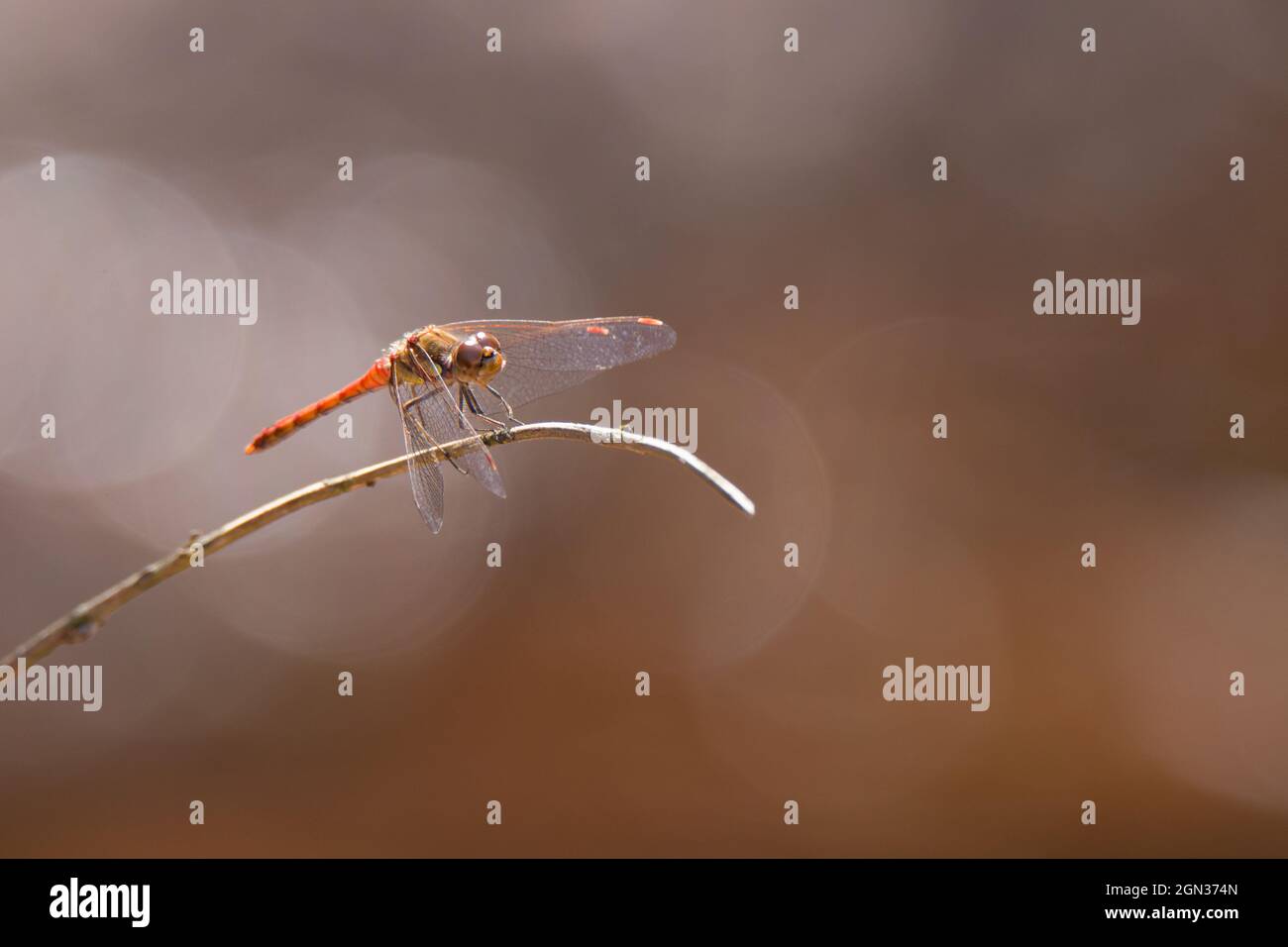 Nahaufnahme eines ruddigen Darters [Sympetrum sanguineum] Stockfoto