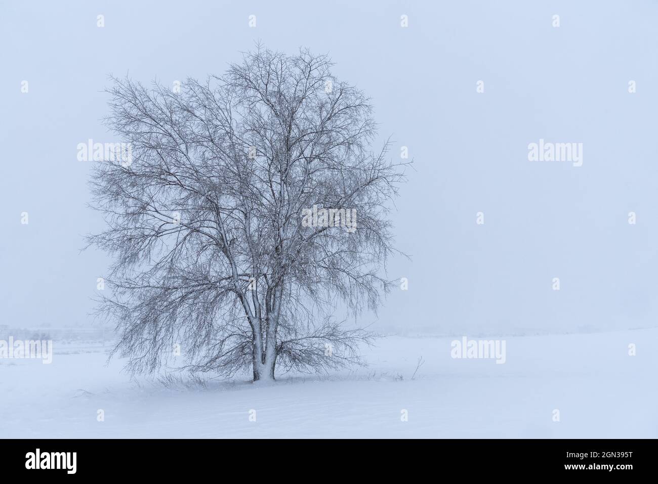 Landschaftsansicht des trockenen Baumes, der auf schneebedecktem Land mit Hängen unter hellem Himmel am Wintertag auf dem Land wächst Stockfoto