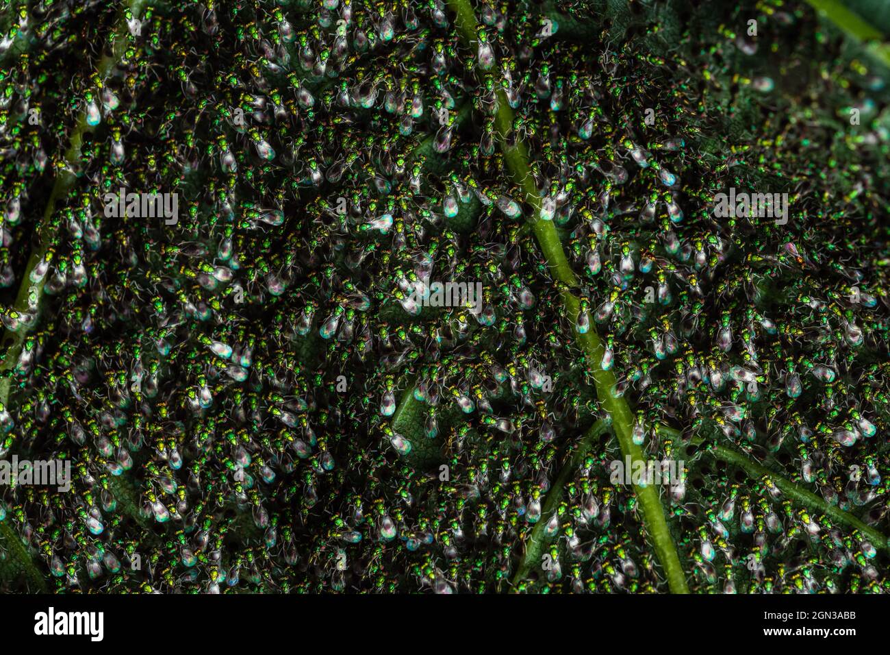 Chalcid Wesps (Torymus sp.) und (Chrysocharis sp.) führen seltsames, nicht identifiziertes Verhalten durch Stockfoto