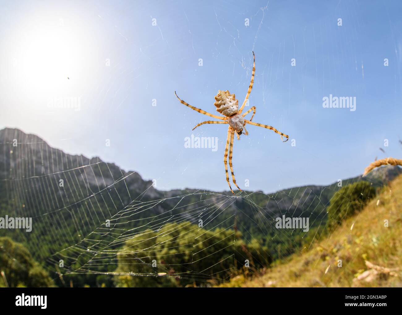 Nahaufnahme der Tiger-Spinne (Argiope lobata) Stockfoto