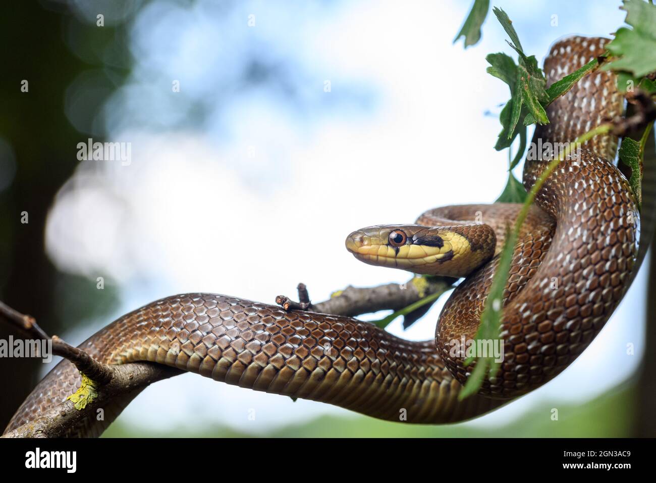 Porträt einer jungen Aesculapian Schlange (Zamenis longissimus) in den Zweigen eines Baumes Stockfoto