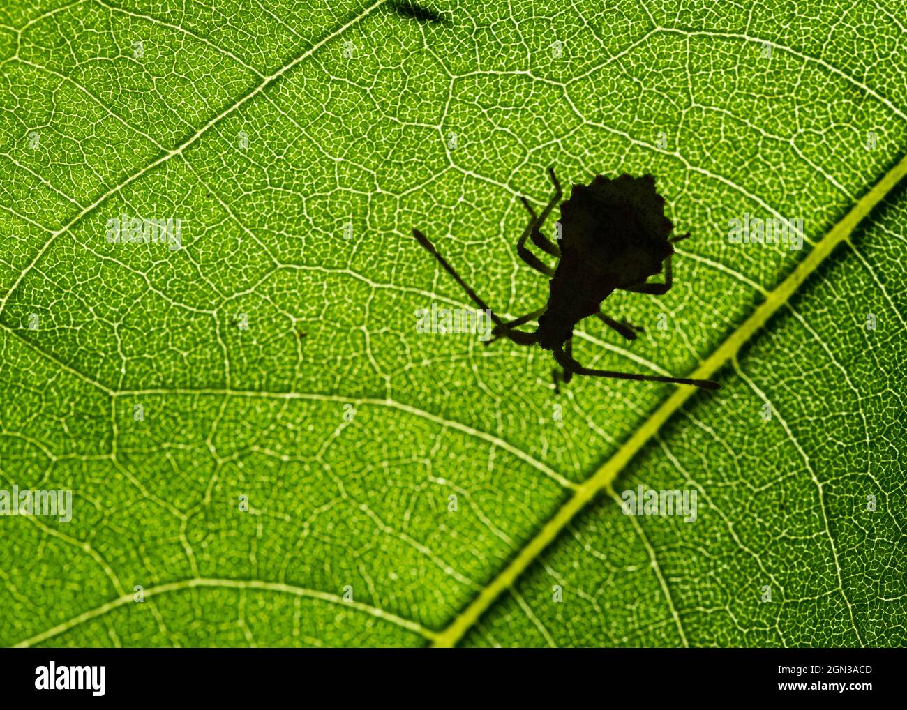 Schatten des Dock-Käfers oder rötlich-brauner Quaderbug (Coreus marginatus) Stockfoto