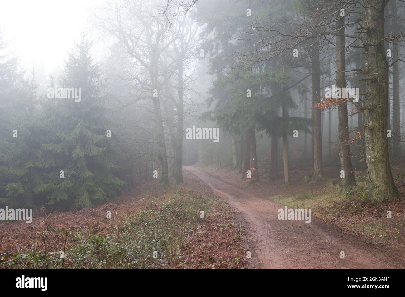 Wald im Herbst mit Nebel Stockfoto
