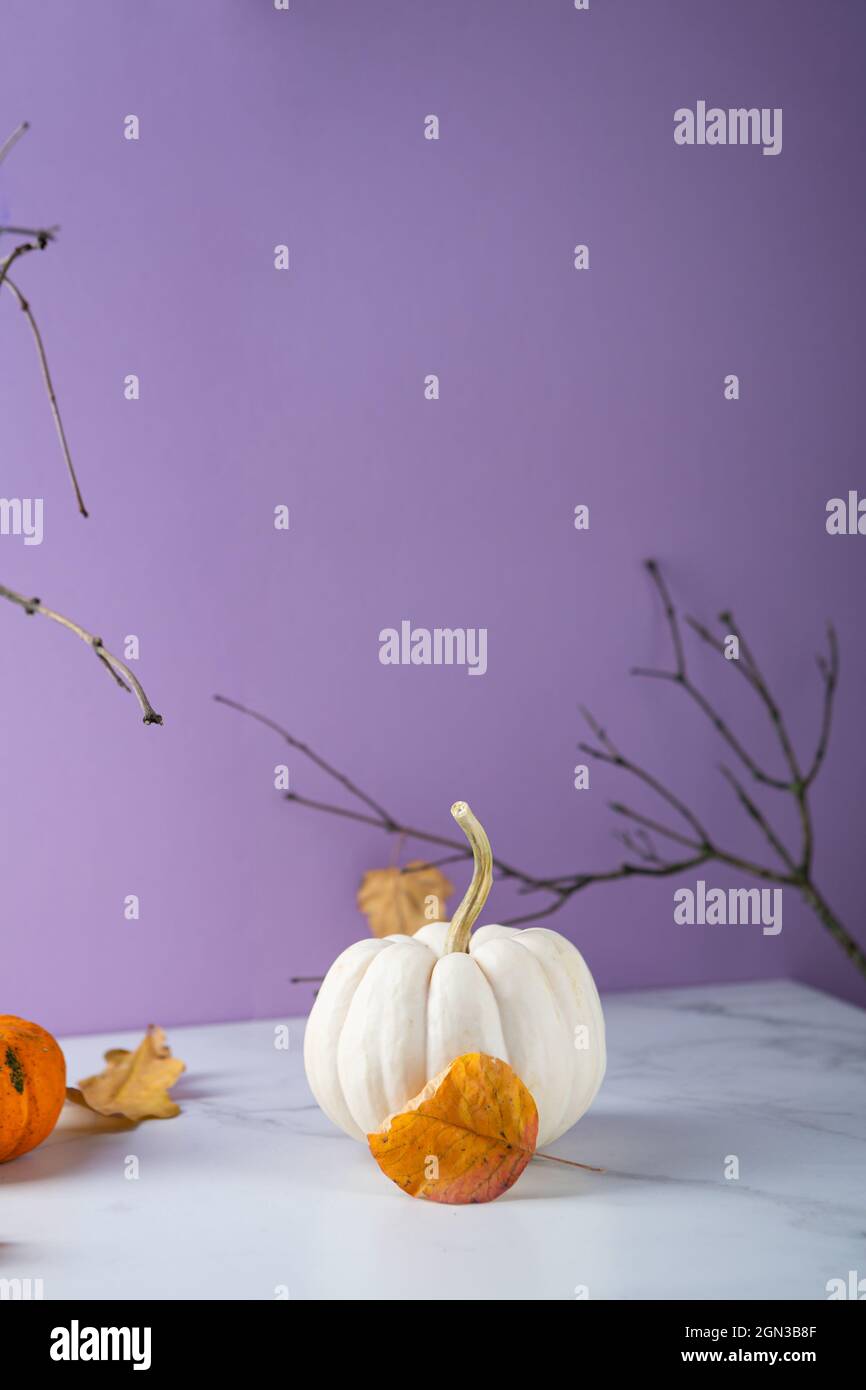 Modernes Herbststillleben mit Kürbis Stockfoto