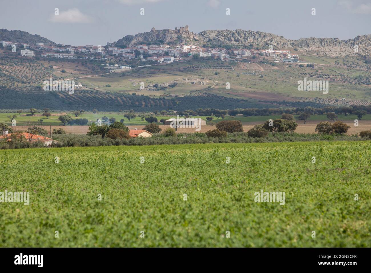 Benquerencia de la Serena Hills, Extremadura, Spanien. Erbsen Plantage an der Spitze Stockfoto