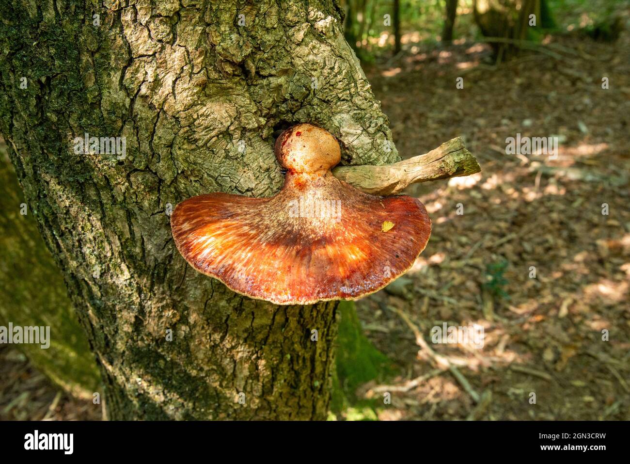 Ein Fistulina-Hepatica-Pilz, Arnside, Milnthorpe, Cumbria, Großbritannien Stockfoto