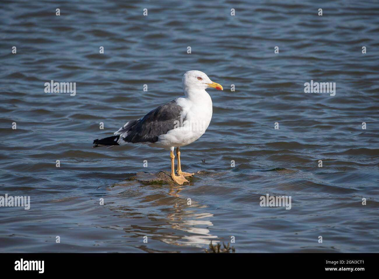 Eine Gelbbeinmöwe, Arnside, Cumbria, Großbritannien Stockfoto