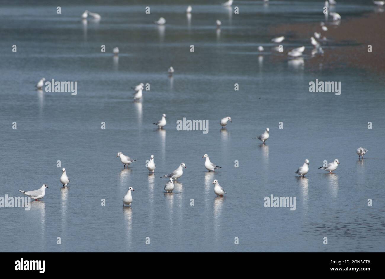 Schwarzkopfmöwen im Wintergefieder, Fütterung, Arnside, Milnthorpe, Cumbria, VEREINIGTES KÖNIGREICH Stockfoto