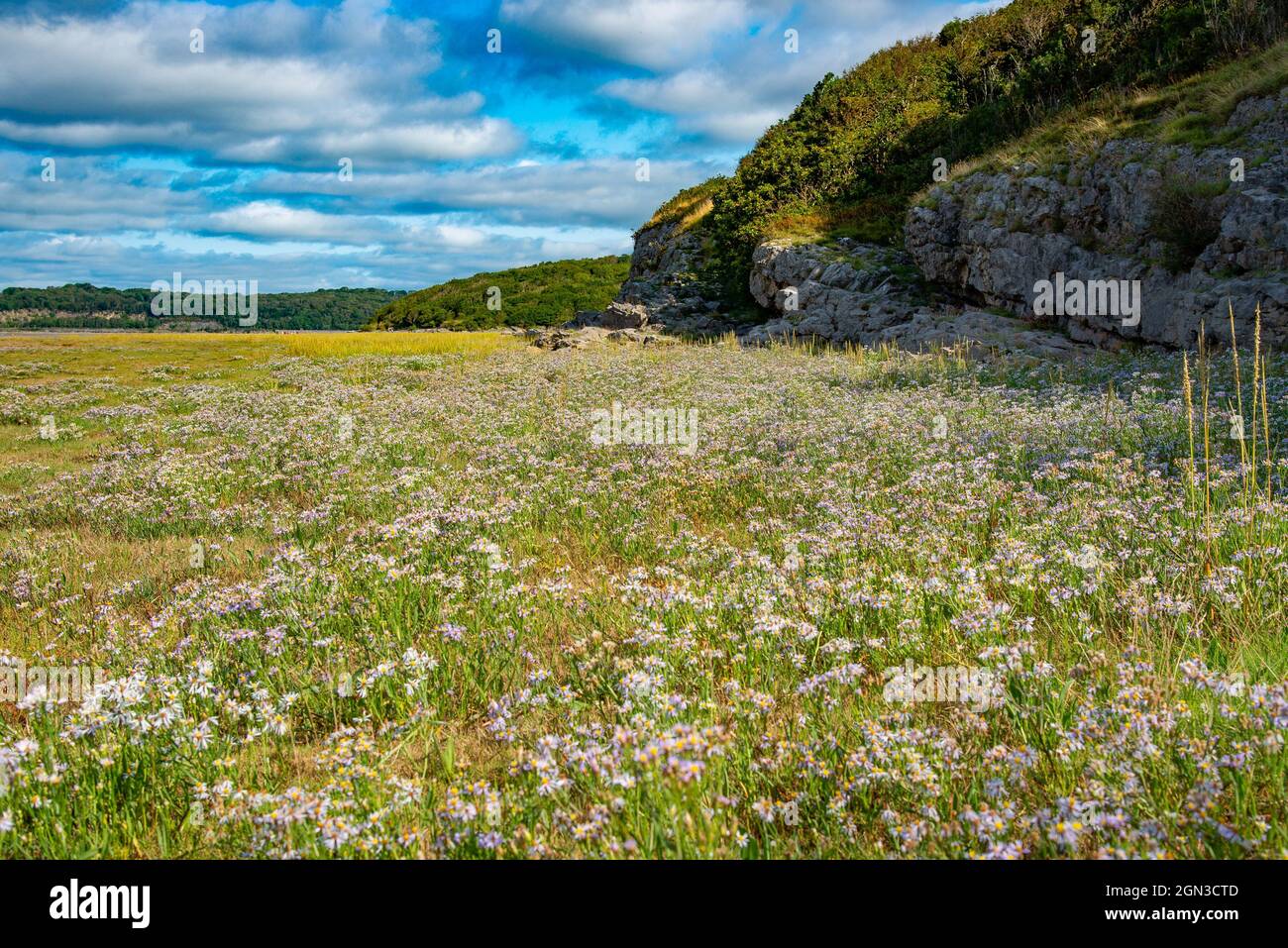Seashore Asters, Arnside, Milnthorpe, Cumbria, Großbritannien Stockfoto