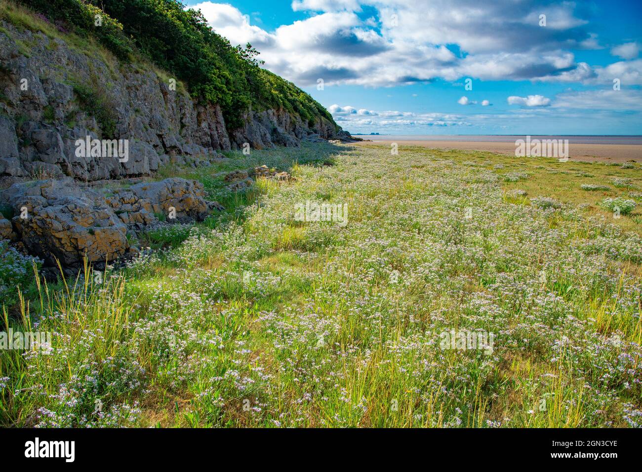 Seashore Asters, Arnside, Milnthorpe, Cumbria, Großbritannien Stockfoto