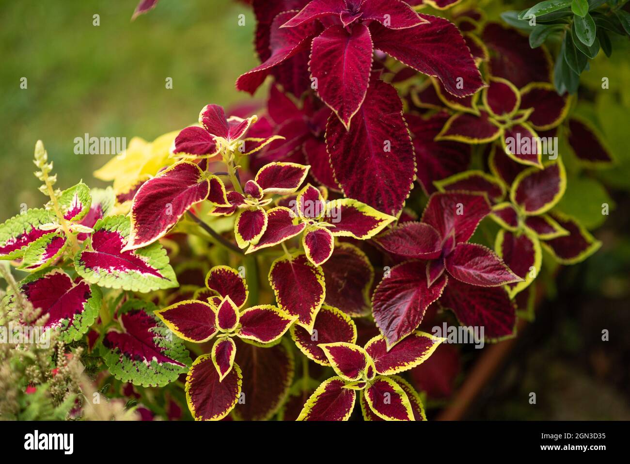 Gemeiner Koleus im Garten, Chipping, Preston, Lancashire, Großbritannien Stockfoto