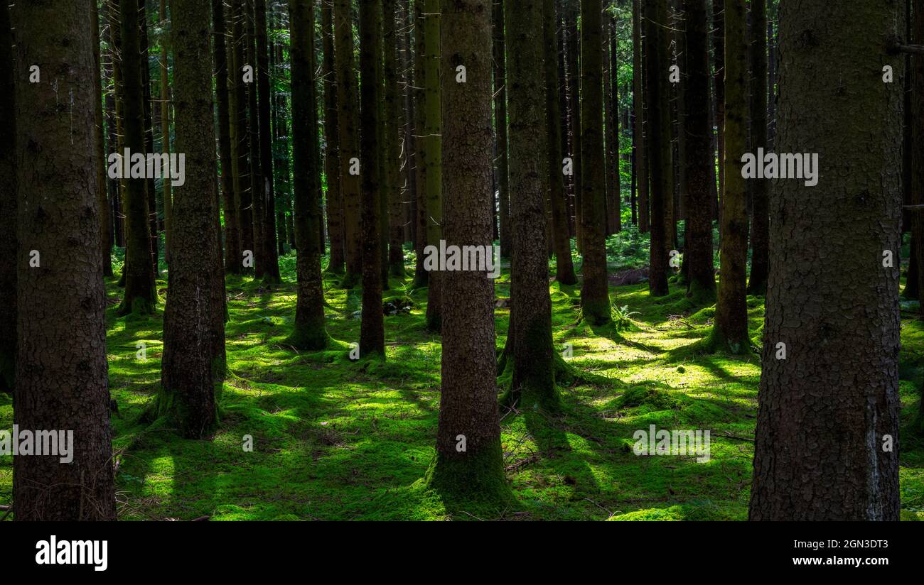 Schattiger Wald mit Moos in einem tiefen Wald Stockfoto