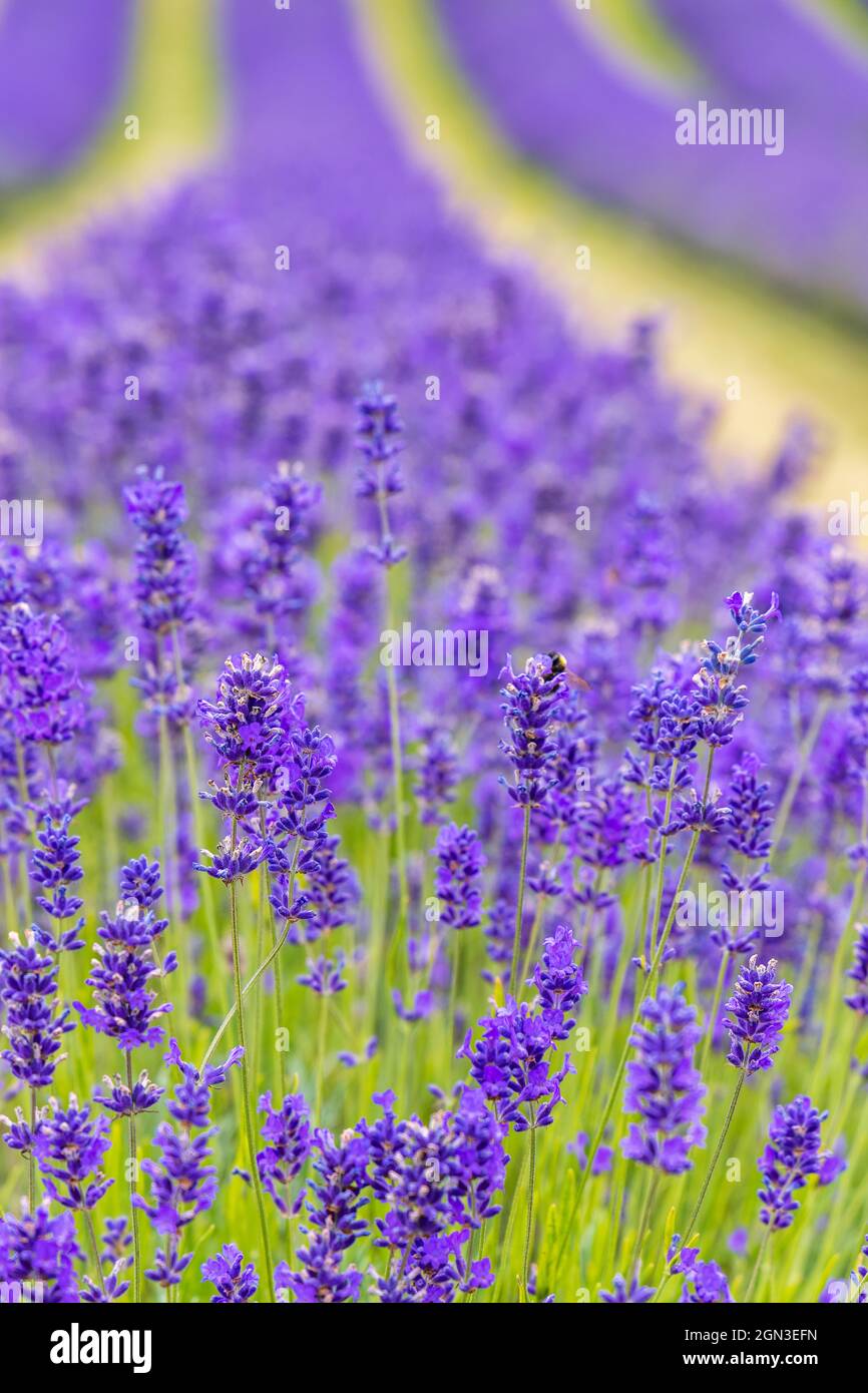 Reihen von Folgate-Lavendel bei Scottish Lavender Oils auf der Tarhill Farm in Kinross, Schottland, kurz vor der Ernte. Stockfoto