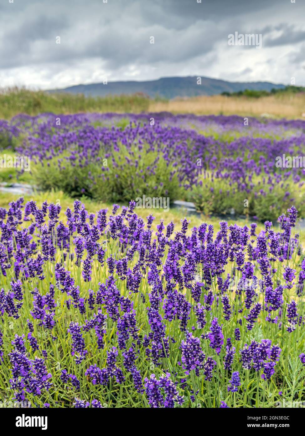 Reihen von Folgate-Lavendel bei Scottish Lavender Oils auf der Tarhill Farm in Kinross, Schottland, kurz vor der Ernte. Stockfoto
