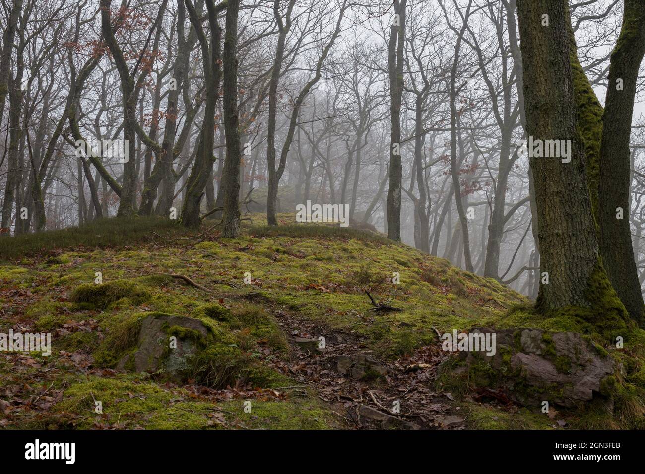 Wald im Herbst mit Nebel Stockfoto