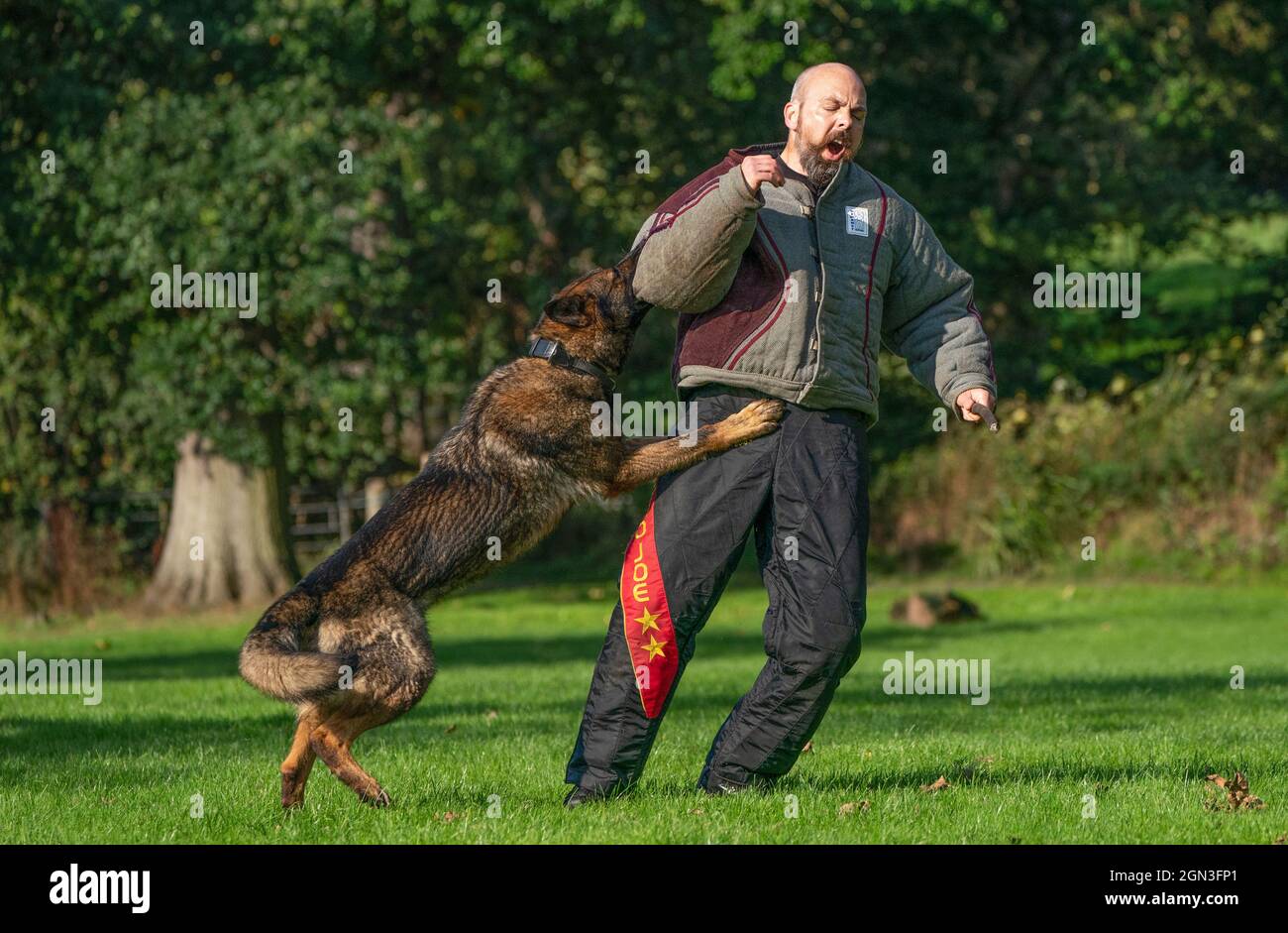 PC Lee Richter mit Atla, dem Hund, als die Hundeeinheit der Polizei Schottlands vor dem Cop26-Gipfel in Glasgow bei der Hundeeinheit der Polizei Schottland im Pollok Country Park trainiert. Bilddatum: Mittwoch, 22. September 2021. Stockfoto