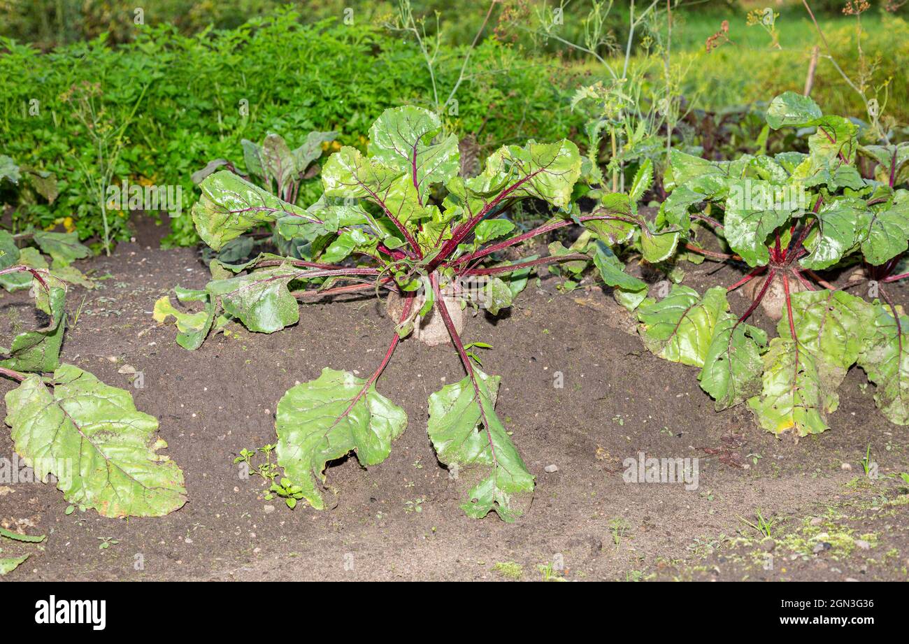 Im Gemüsegarten wächst Rote Bete. Ernährung vegetarisch. Ernte im Herbst Stockfoto