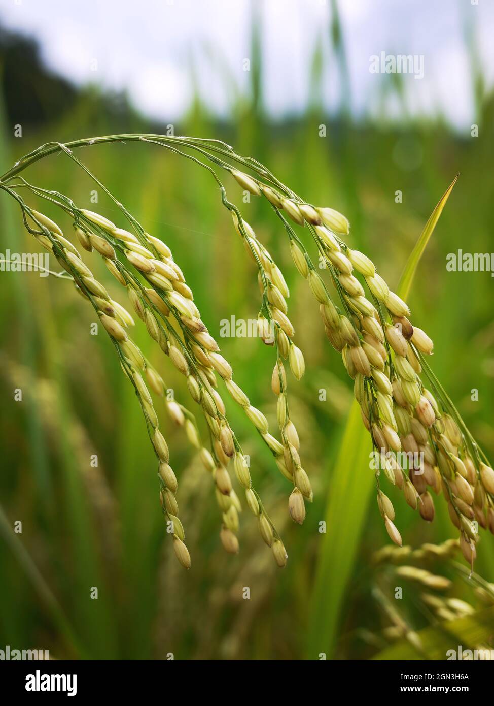 Nahaufnahme der goldenen Farbe von Young Reiskörnern im Reisfeld Thailand Stockfoto
