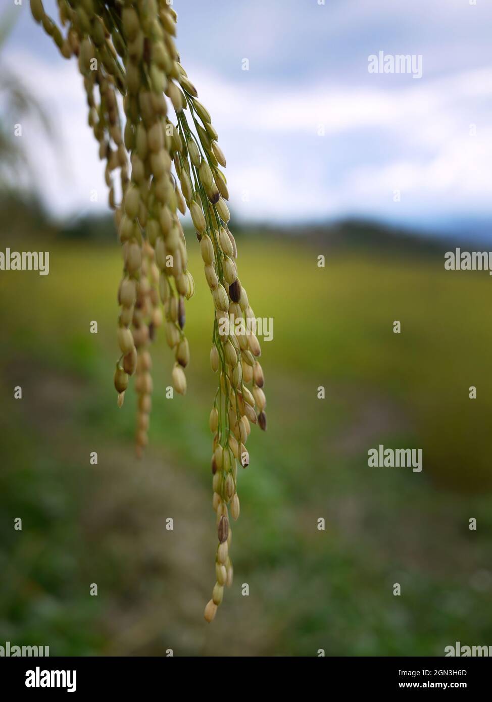 Nahaufnahme der goldenen Farbe von Young Reiskörnern im Reisfeld Thailand Stockfoto