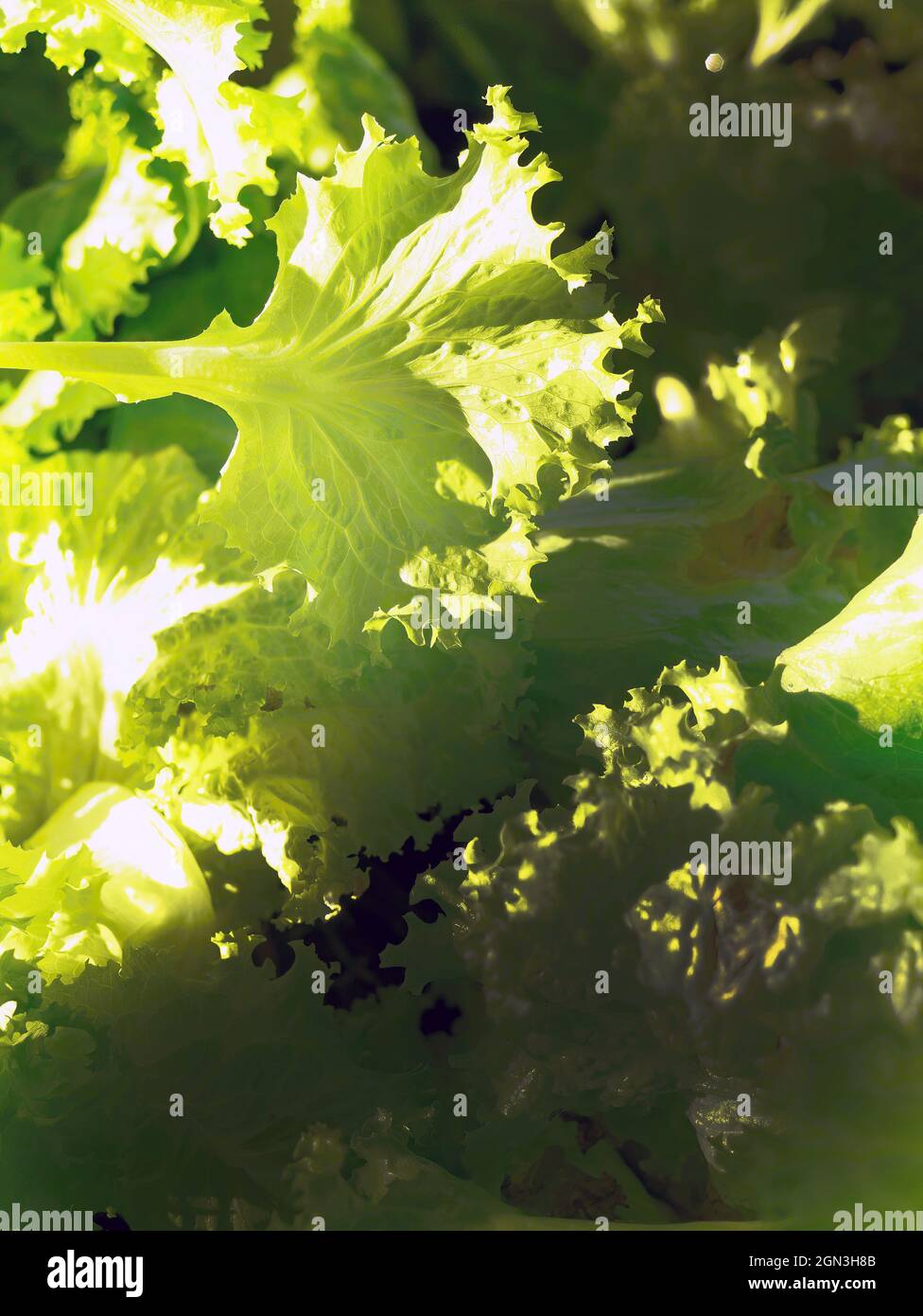 Frische Senf-Grüns Salat Gemüse in den dunklen dunklen Hintergrund Stockfoto