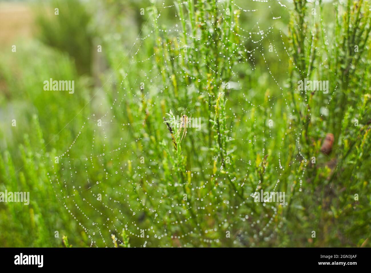 Die Spinne im Wald webt ihre starken Netze. spinnennetz im Tau. Stockfoto