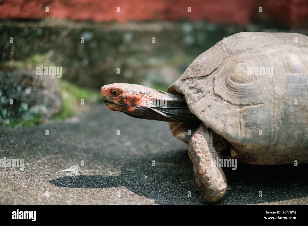 Kleine Schildkröte auf dem Boden Stockfoto