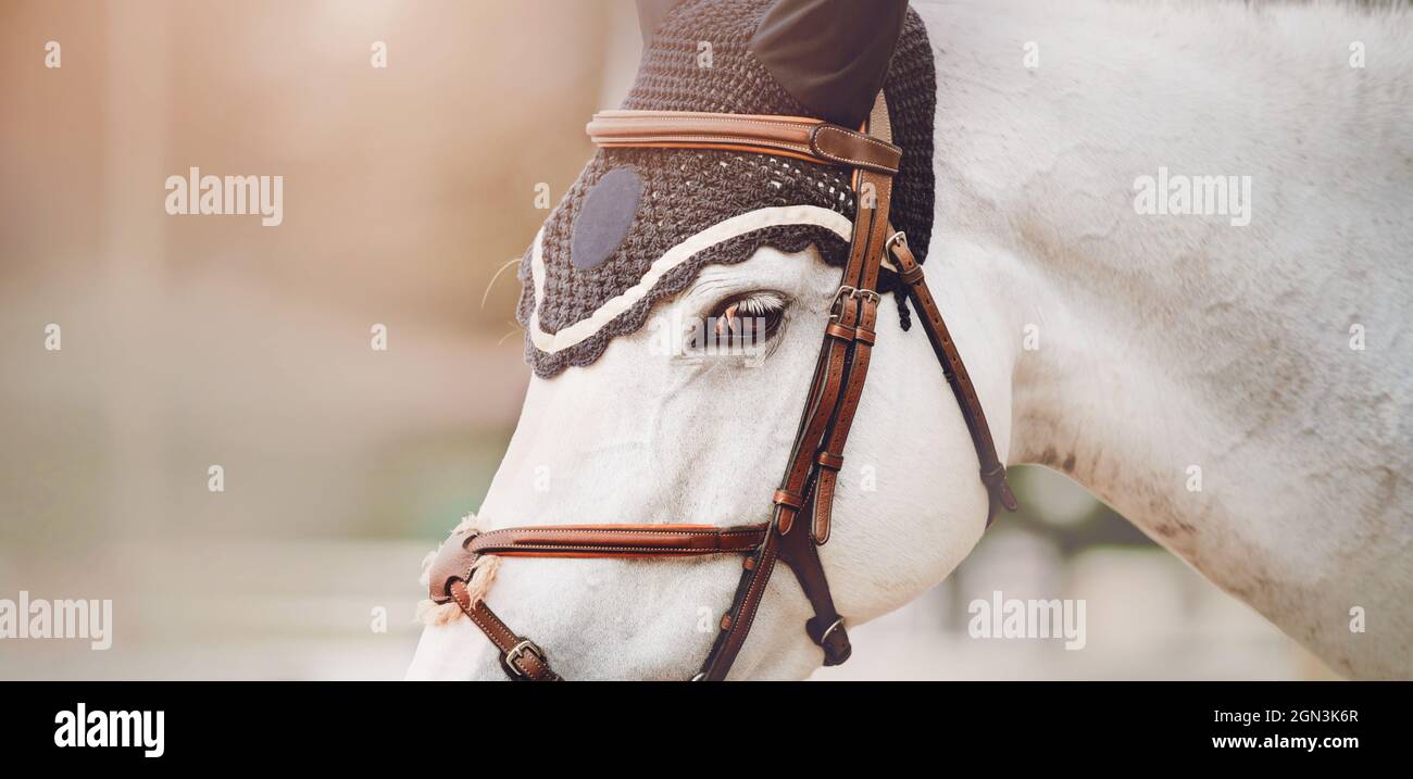 Porträt eines schönen weißen Pferdes mit weißen Wimpern und einem Zaumzeug an der Schnauze, beleuchtet von Sonnenlicht. Reitsport. Pferdesport. Stockfoto