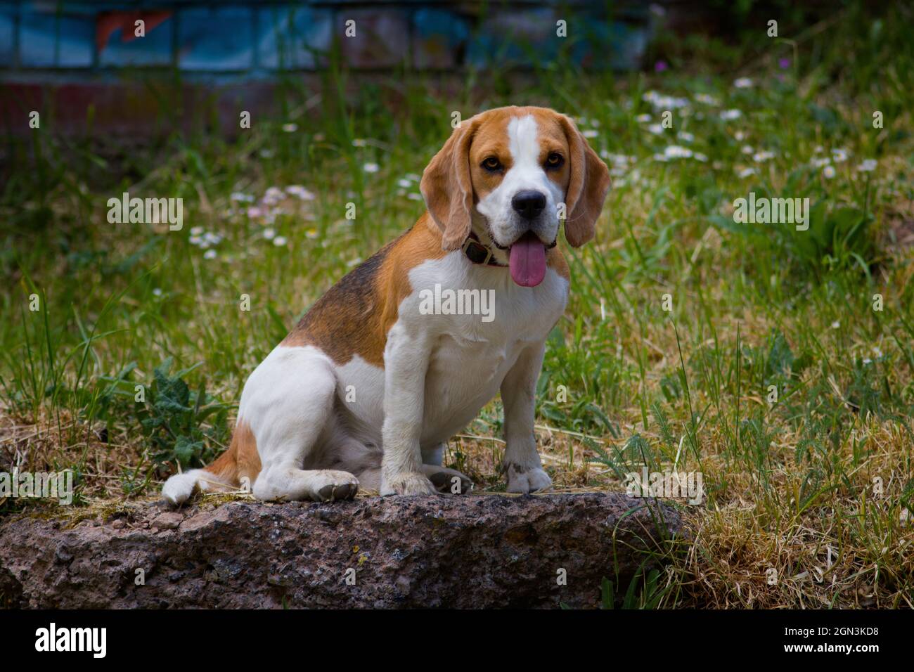 Nahaufnahme von einem beagle Stockfoto
