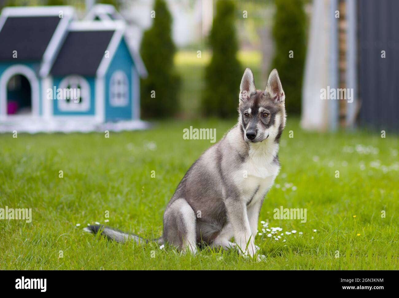 Porträt eines jungen Husky Shepherd Mischhundes Stockfoto