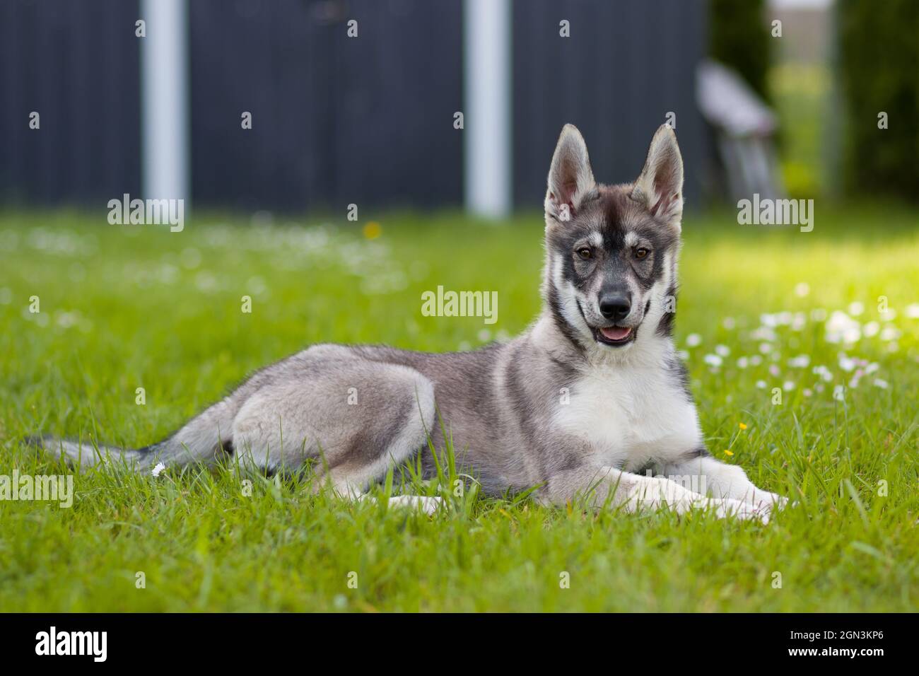 Husky schäferhund mix -Fotos und -Bildmaterial in hoher Auflösung – Alamy