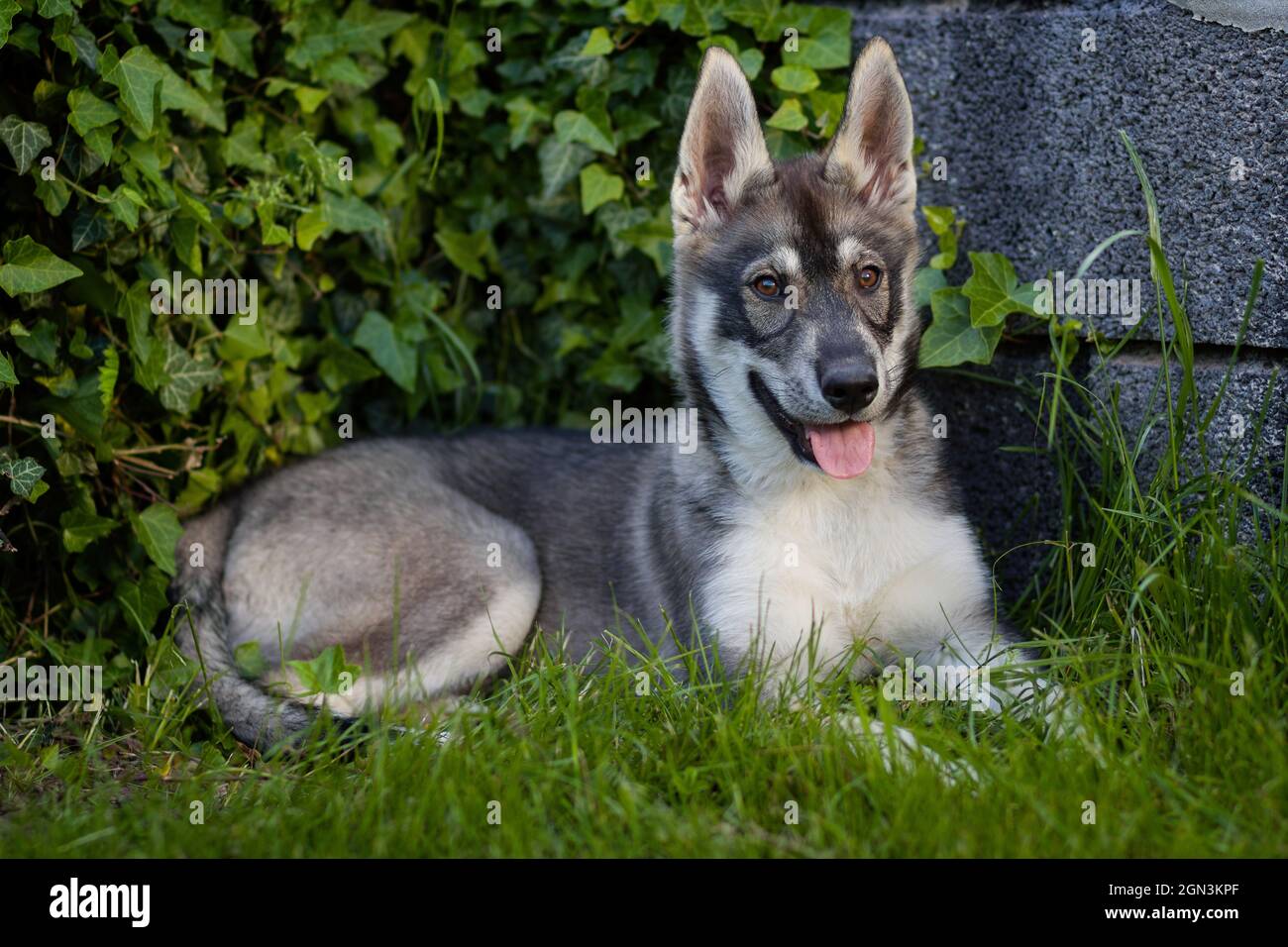 Porträt eines jungen Husky Shepherd Mischhundes Stockfoto