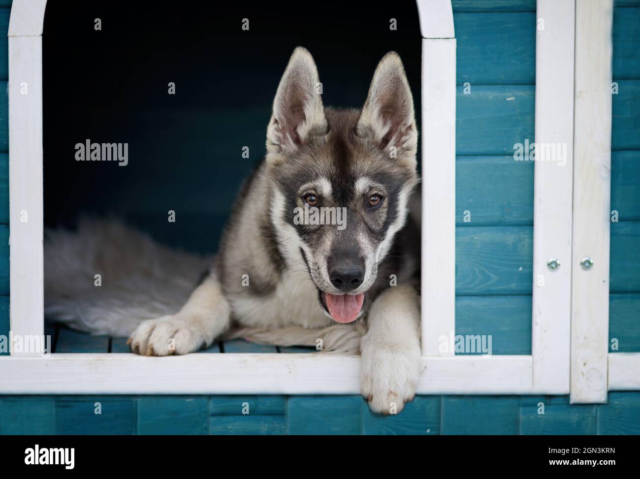Porträt eines jungen Husky Shepherd Mischhundes Stockfoto