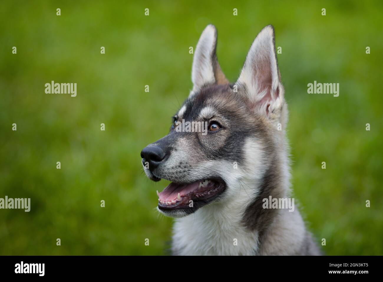 Porträt eines jungen Husky Shepherd Mischhundes Stockfoto