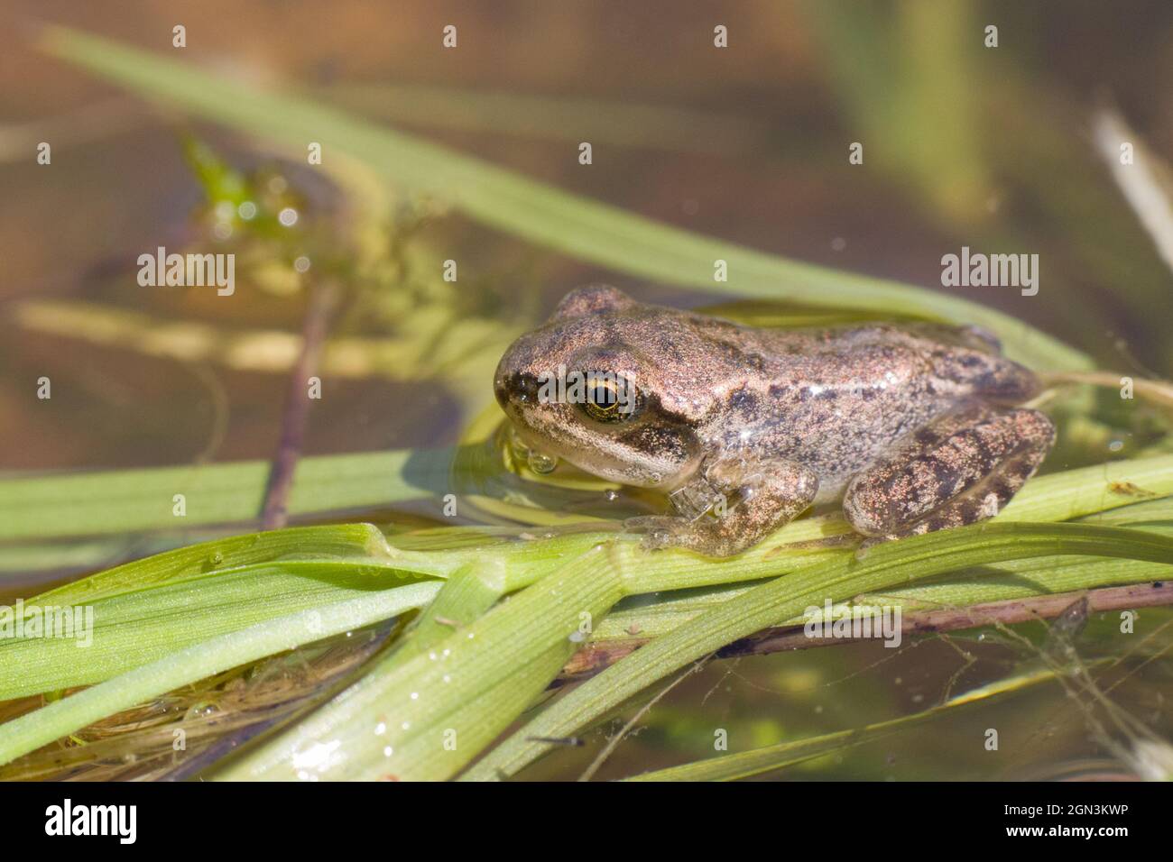 Nahaufnahme eines essbaren Frosches [Pelophylax kl. esculentus, syn.: Rana kl. Esculenta, Pelophylax esculentus] Stockfoto