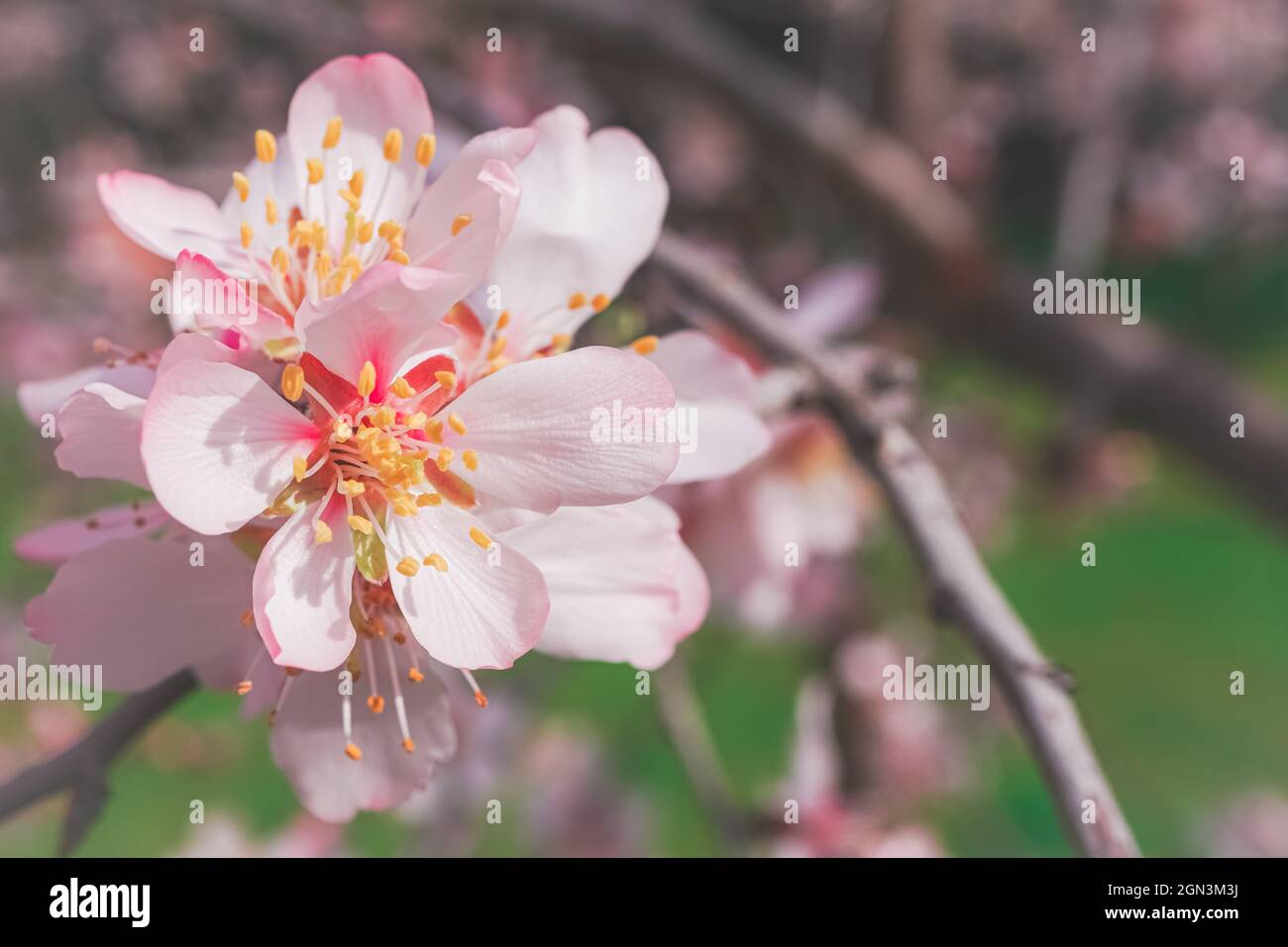 Ein blühender Baum aus der Frühjahrssaison. Nahaufnahme der rosa Blume. Natürlicher Hintergrund. Stockfoto