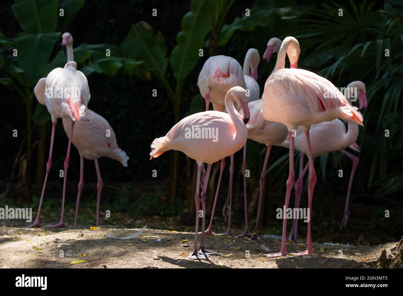 Flamingo Stockfoto