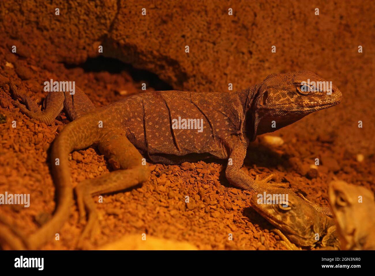 Nahaufnahme einer Krageneidechse aus dem Great Basin, Crotaphytus bicinctores Stockfoto Nahaufnahme einer Krageneidechse aus dem Great Basin, Crotaphytus bicinctores Stockfoto