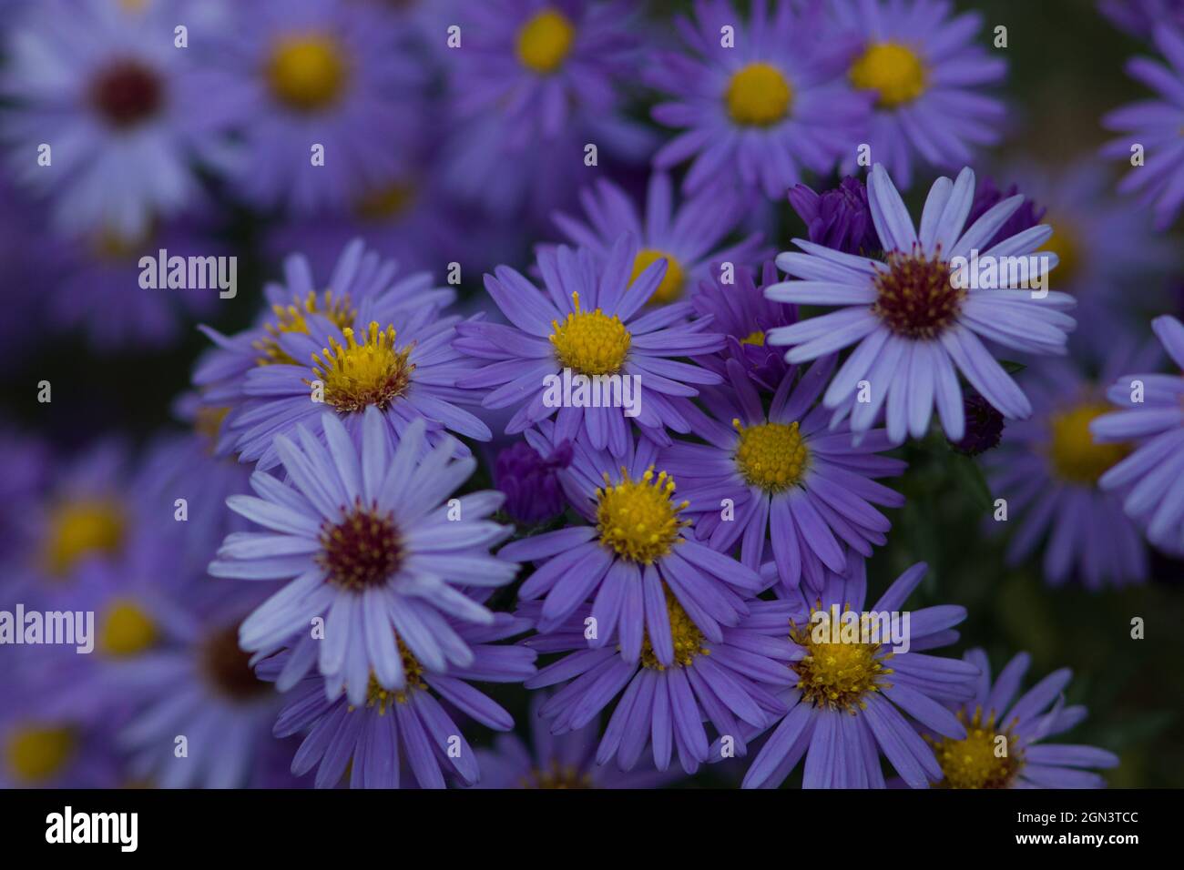 Nahaufnahme einer rosa Gänseblümchen-Blume [Leucanthemum vulgare] Stockfoto