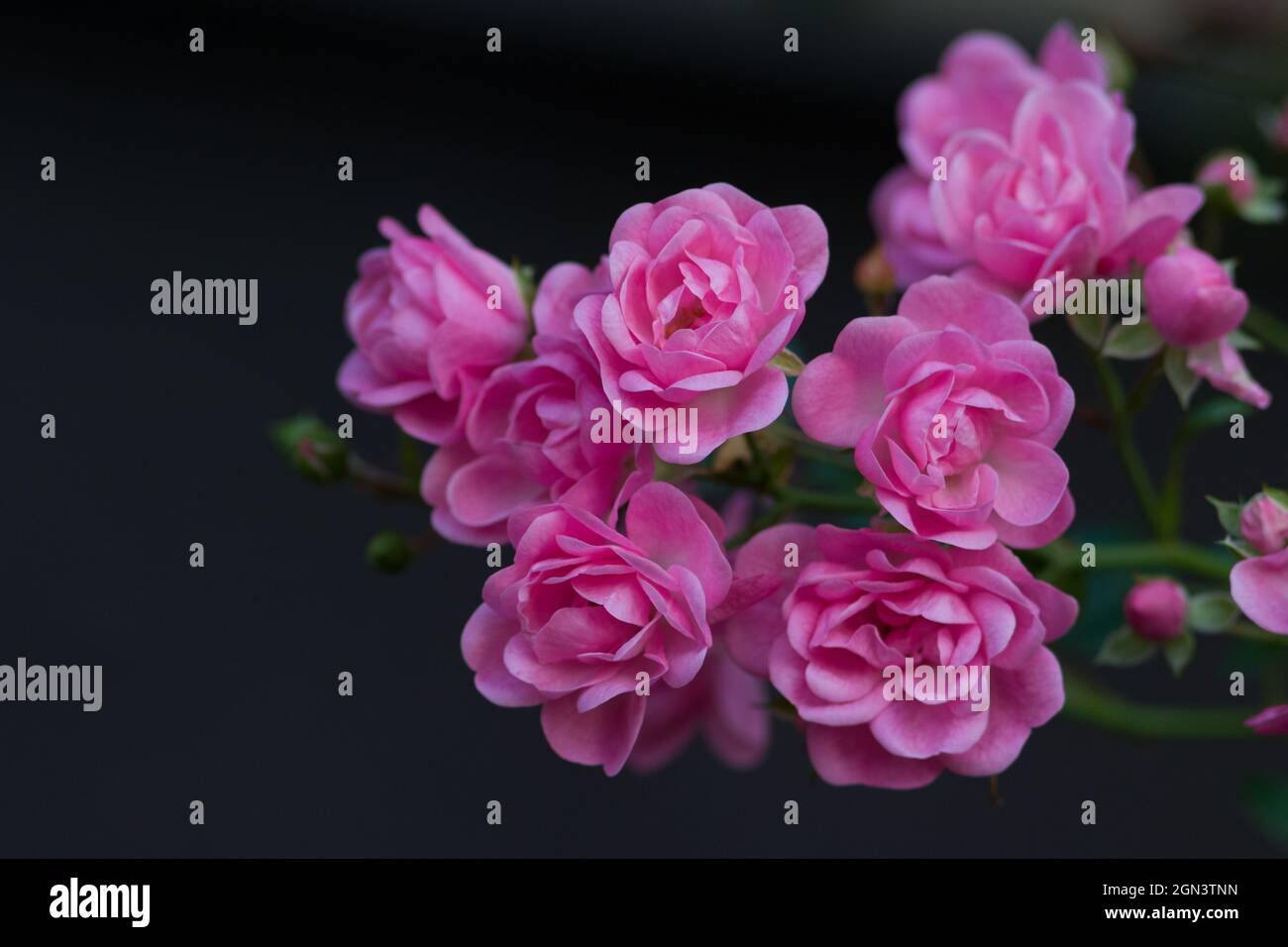 Nahaufnahme einer rosa Blume Stockfoto