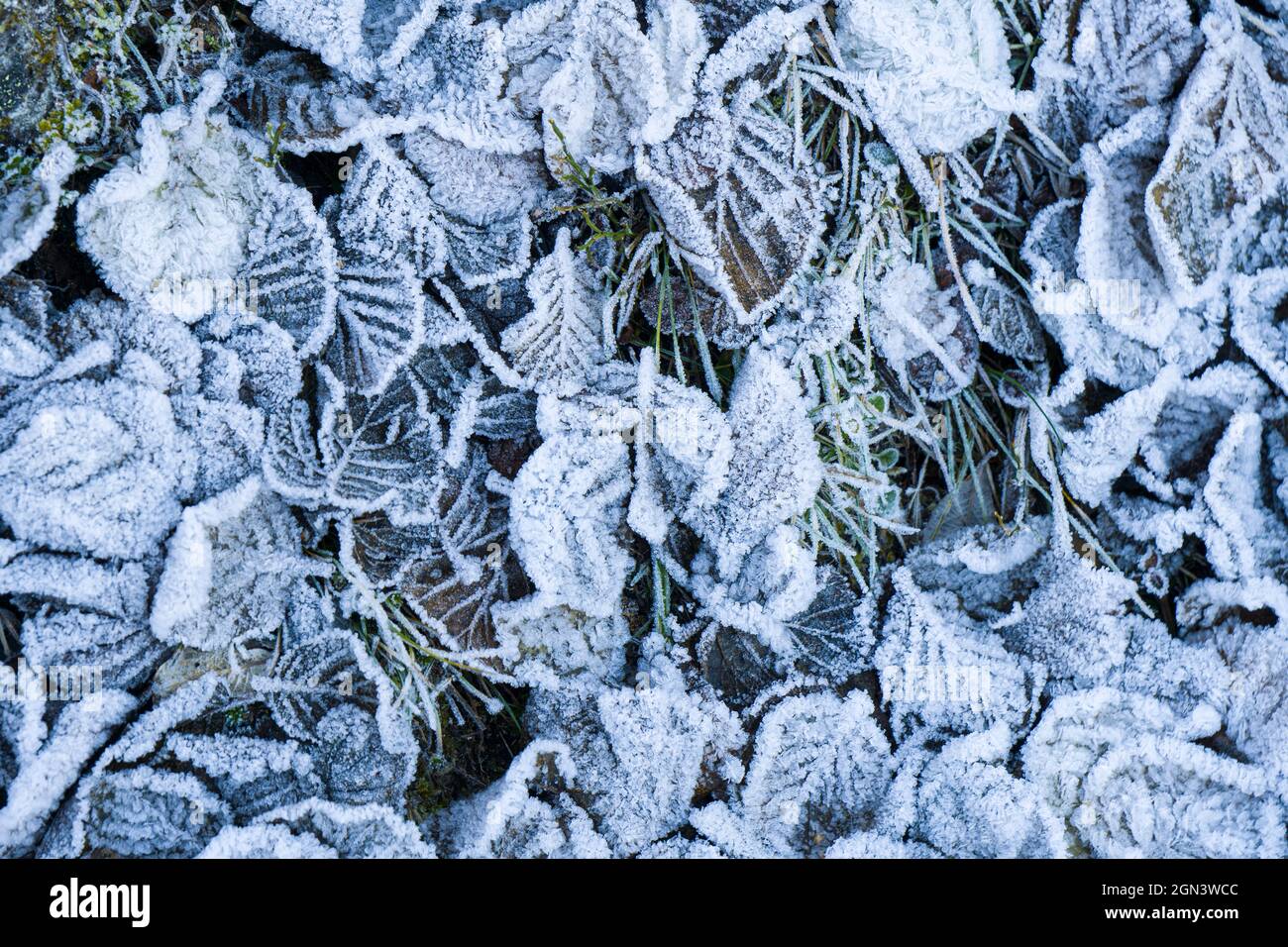 Ein Nahaufnahme von zarten Frostkristallen, die kleine Blätter auf dem Boden bedecken. Von oben Stockfoto