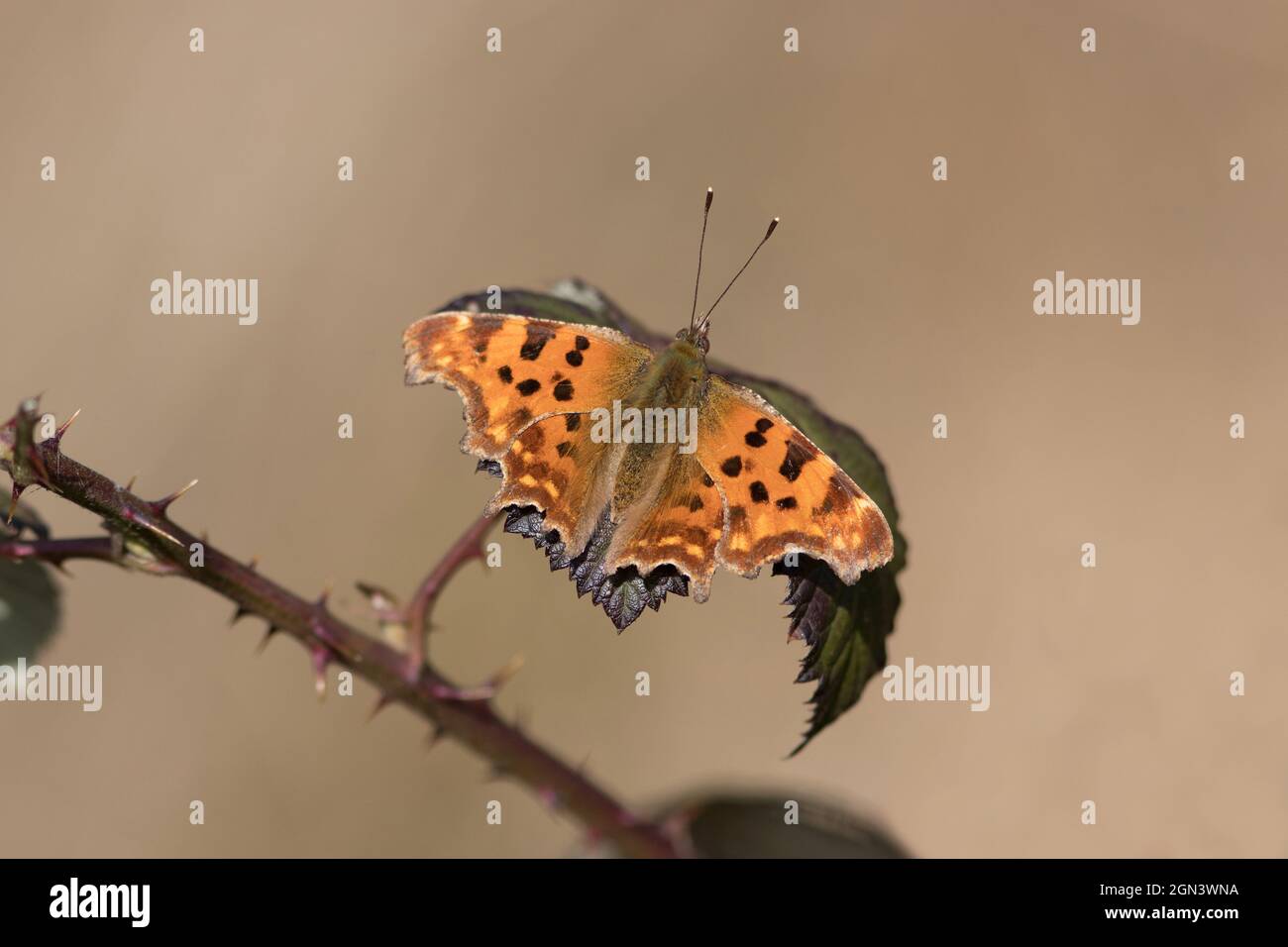 Nahaufnahme eines Komma-Schmetterlings (Polygonia c-Album) Stockfoto