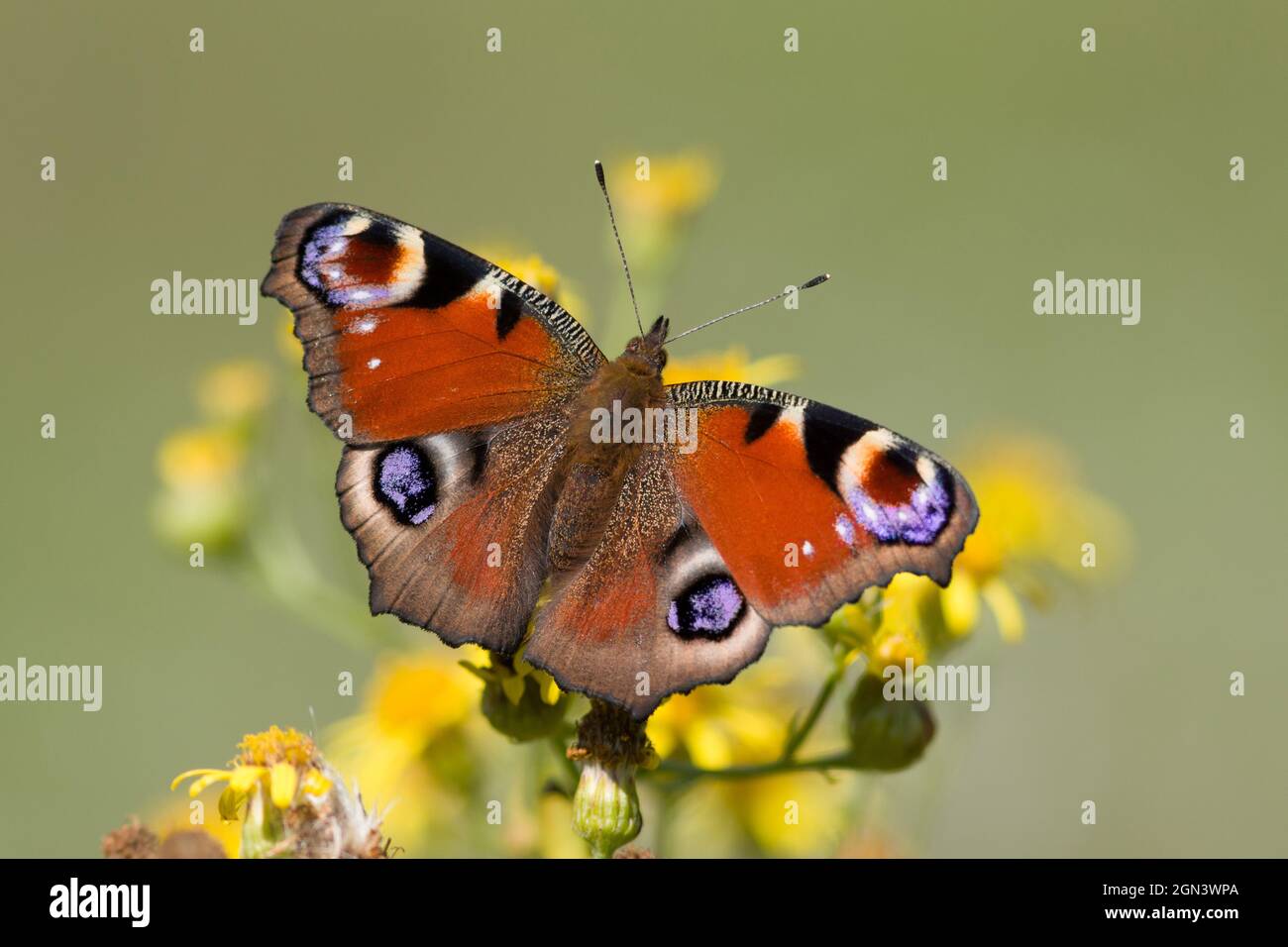 Nahaufnahme eines europäischen Pfaus [Inachis io, syn. Nymphalis io] Stockfoto