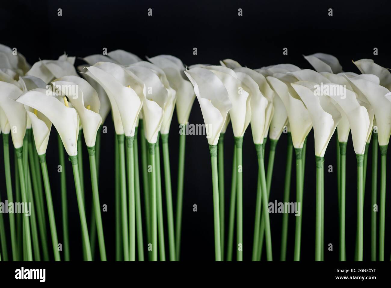 Weiße Calla Lilien, auf schwarzem Hintergrund, im weichen Fokus Stockfoto