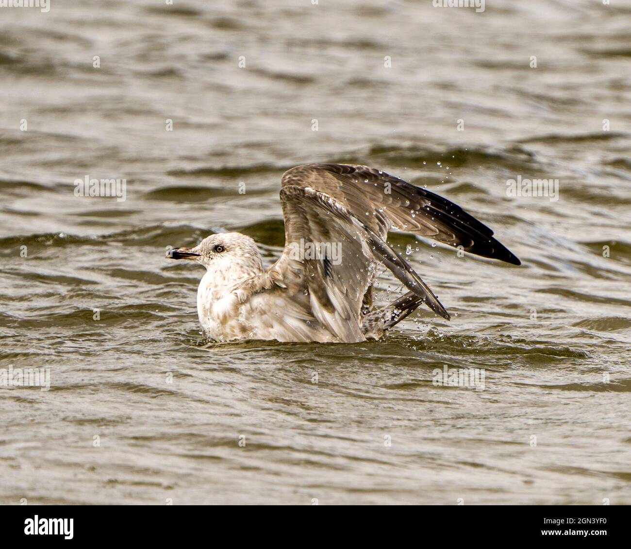 Die Möwe zeigt ein Nahaufnahme-Profil im Wasser mit ausgebreiteten Flügeln und spritzenden Gewässern in ihrer Umgebung und Umgebung, die ausgebreitete Flügel zeigen. Stockfoto