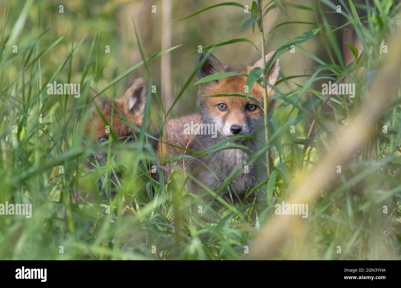 Nahaufnahme von zwei Füchsen auf einer Wiese Stockfoto