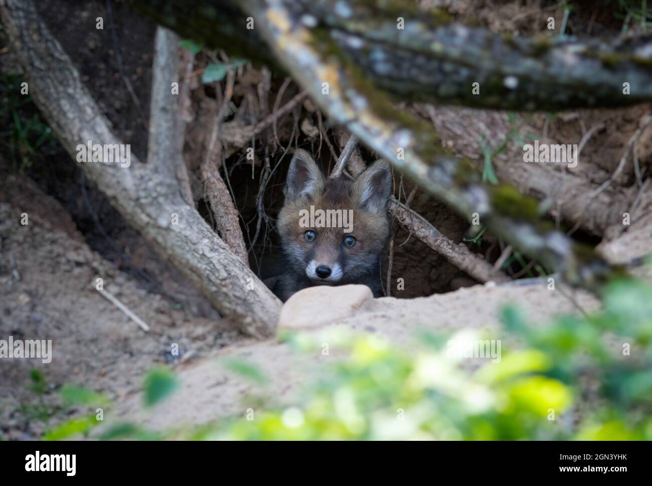 Der junge Fuchs schaut aus seinem Bau Stockfoto