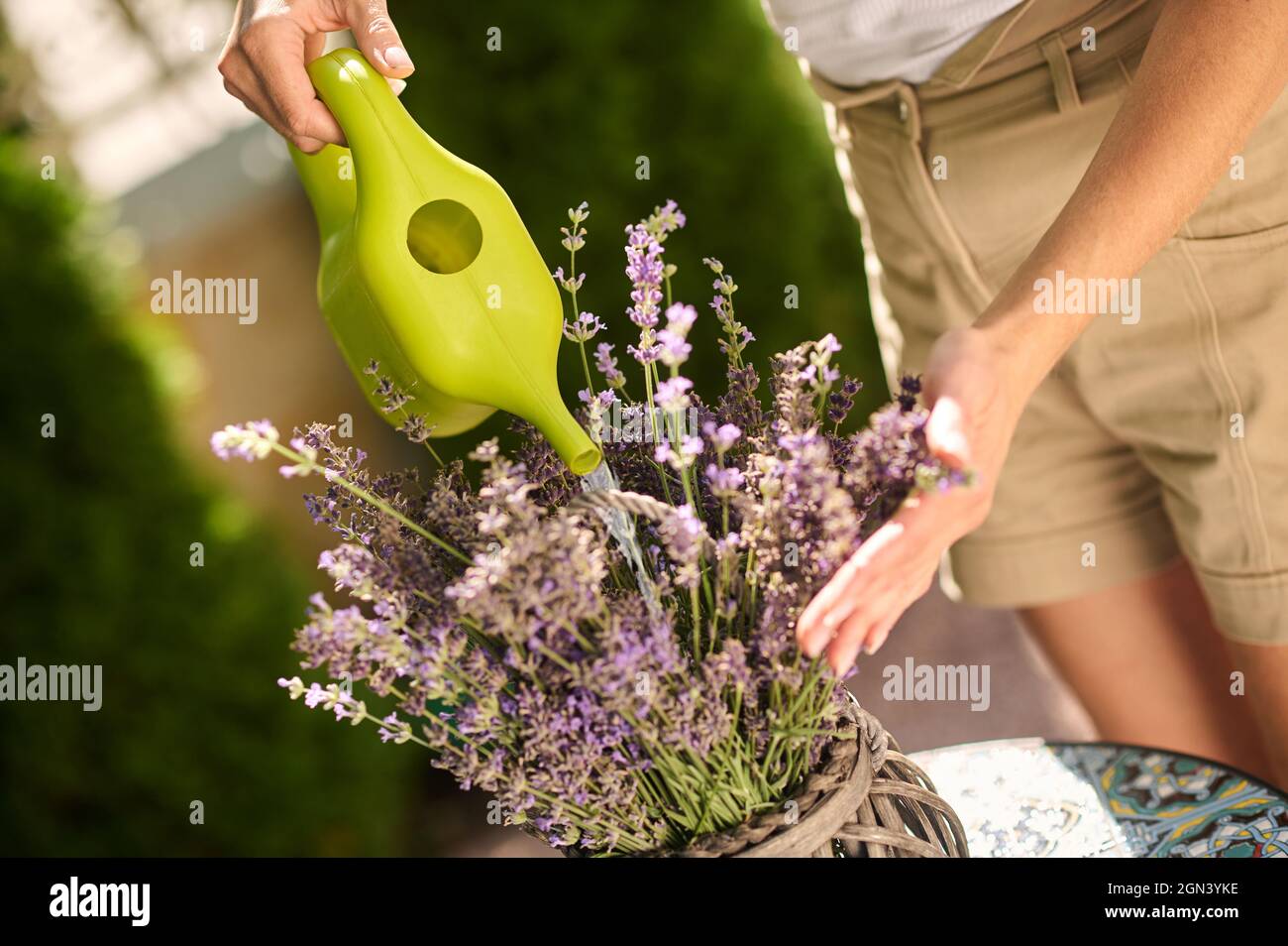 Womans Hände mit Gießkanne in der Nähe von Blumen im Topf Stockfoto
